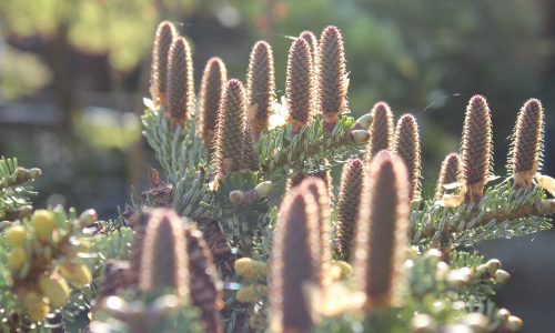 Abies Korean cones