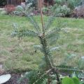 Abies Koreana 2006