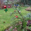 Abies Koreana 2007